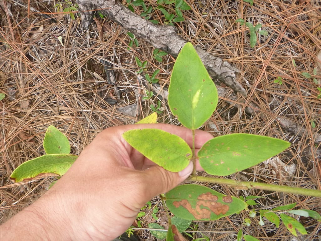 Nuttall's ticktrefoil (Desmodium nuttallii)