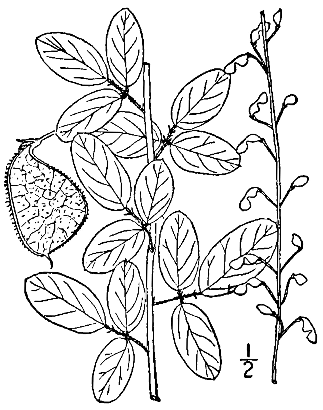 Stiff ticktrefoil (Desmodium obtusum)