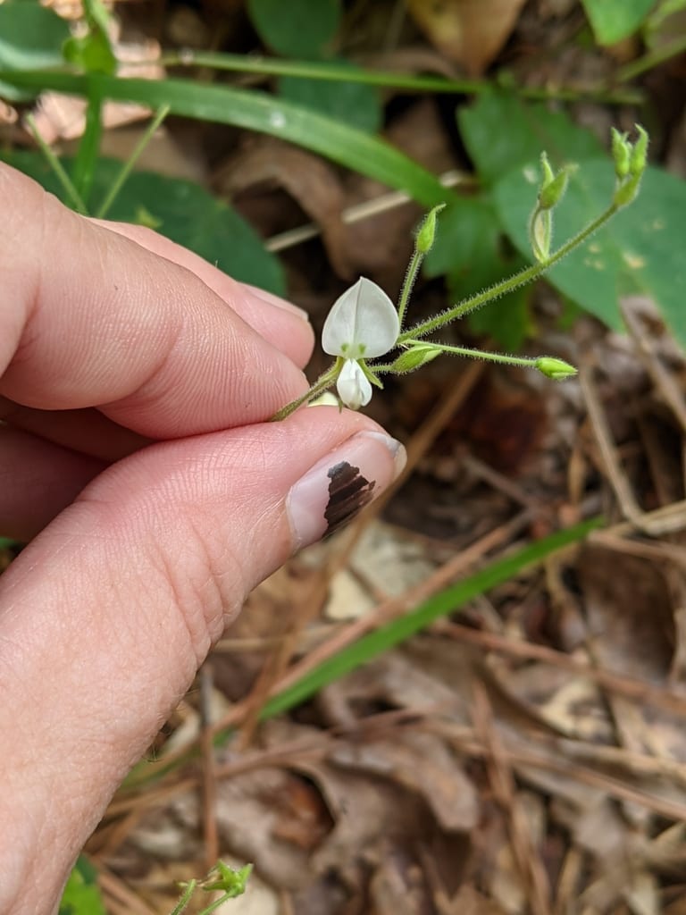 Cream ticktrefoil (Desmodium ochroleucum)