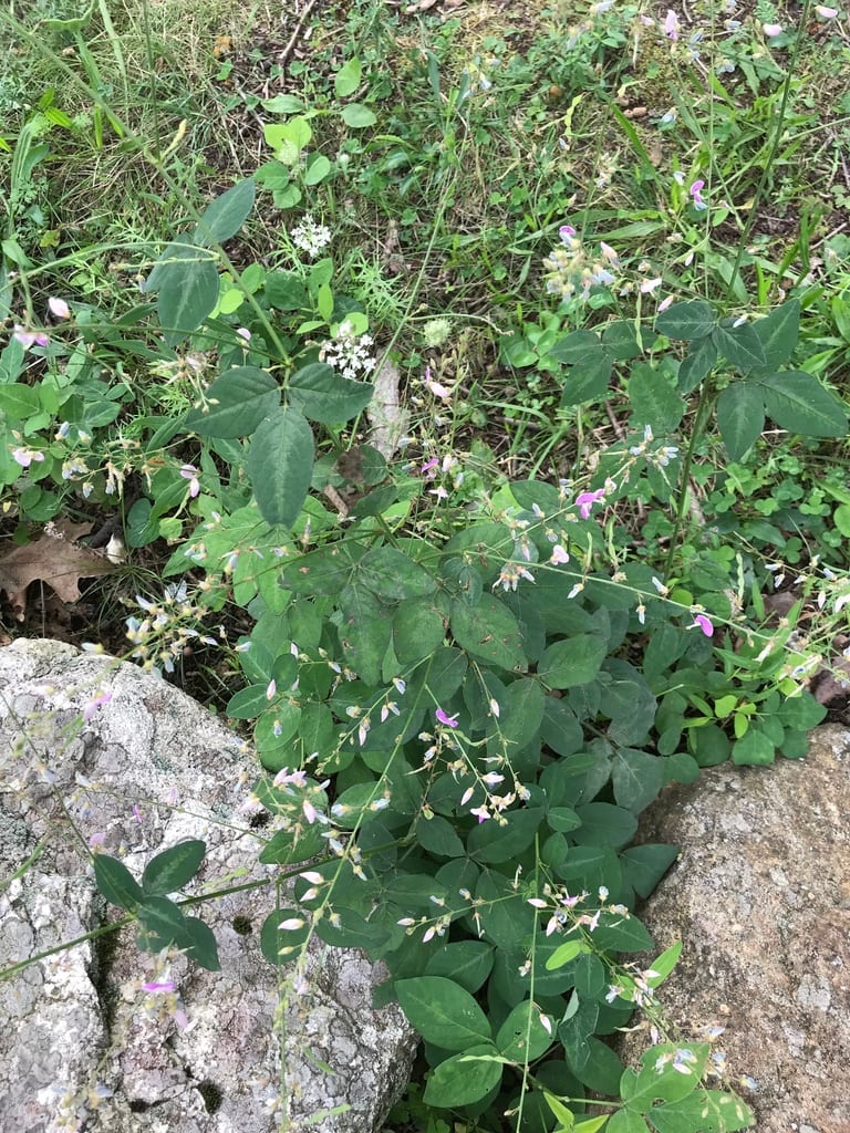 Panicledleaf ticktrefoil (Desmodium paniculatum var. paniculatum)
