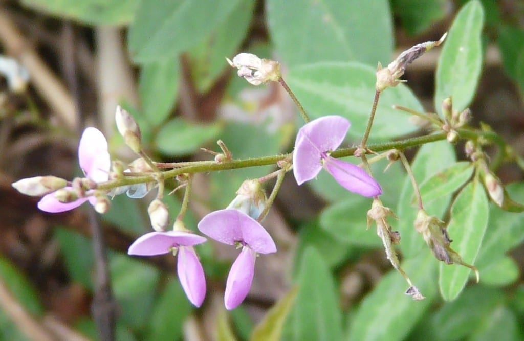 Panicledleaf ticktrefoil (Desmodium paniculatum)