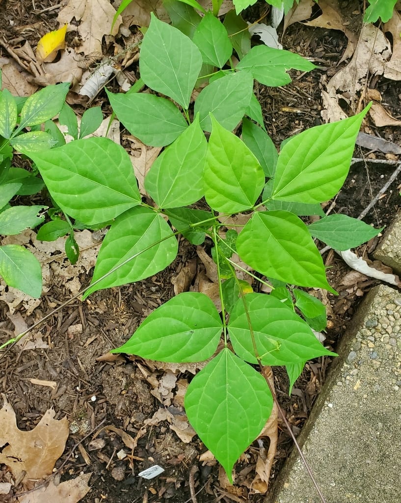 Fewflower ticktrefoil (Desmodium pauciflorum)