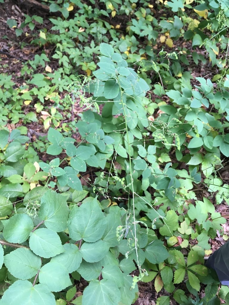 Perplexed ticktrefoil (Desmodium perplexum)