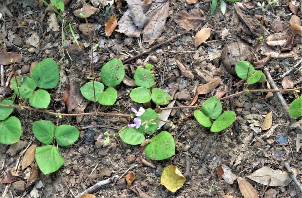 Prostrate ticktrefoil (Desmodium rotundifolium)