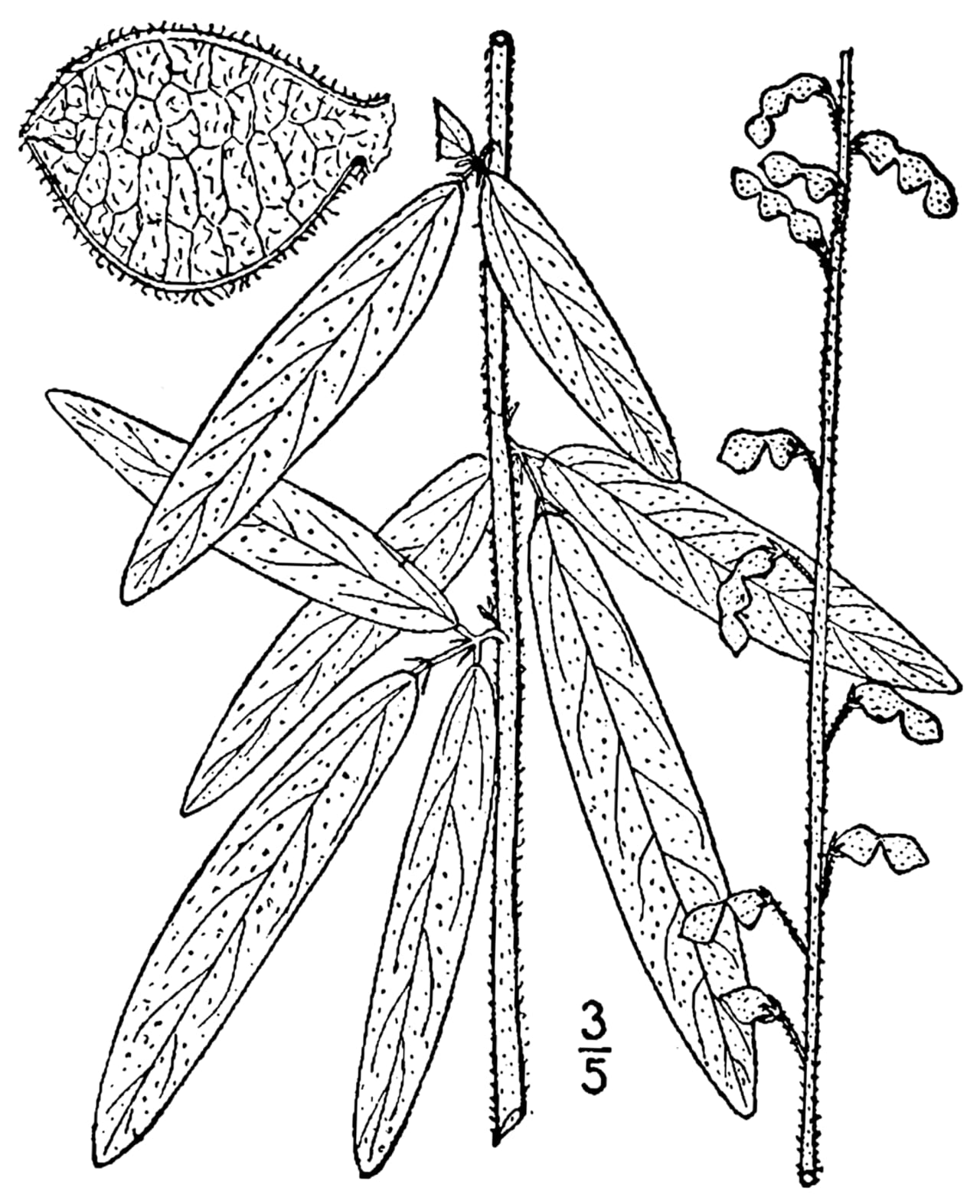 Sessileleaf ticktrefoil (Desmodium sessilifolium)