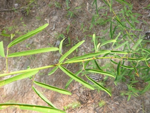 Pine barren ticktrefoil (Desmodium strictum)