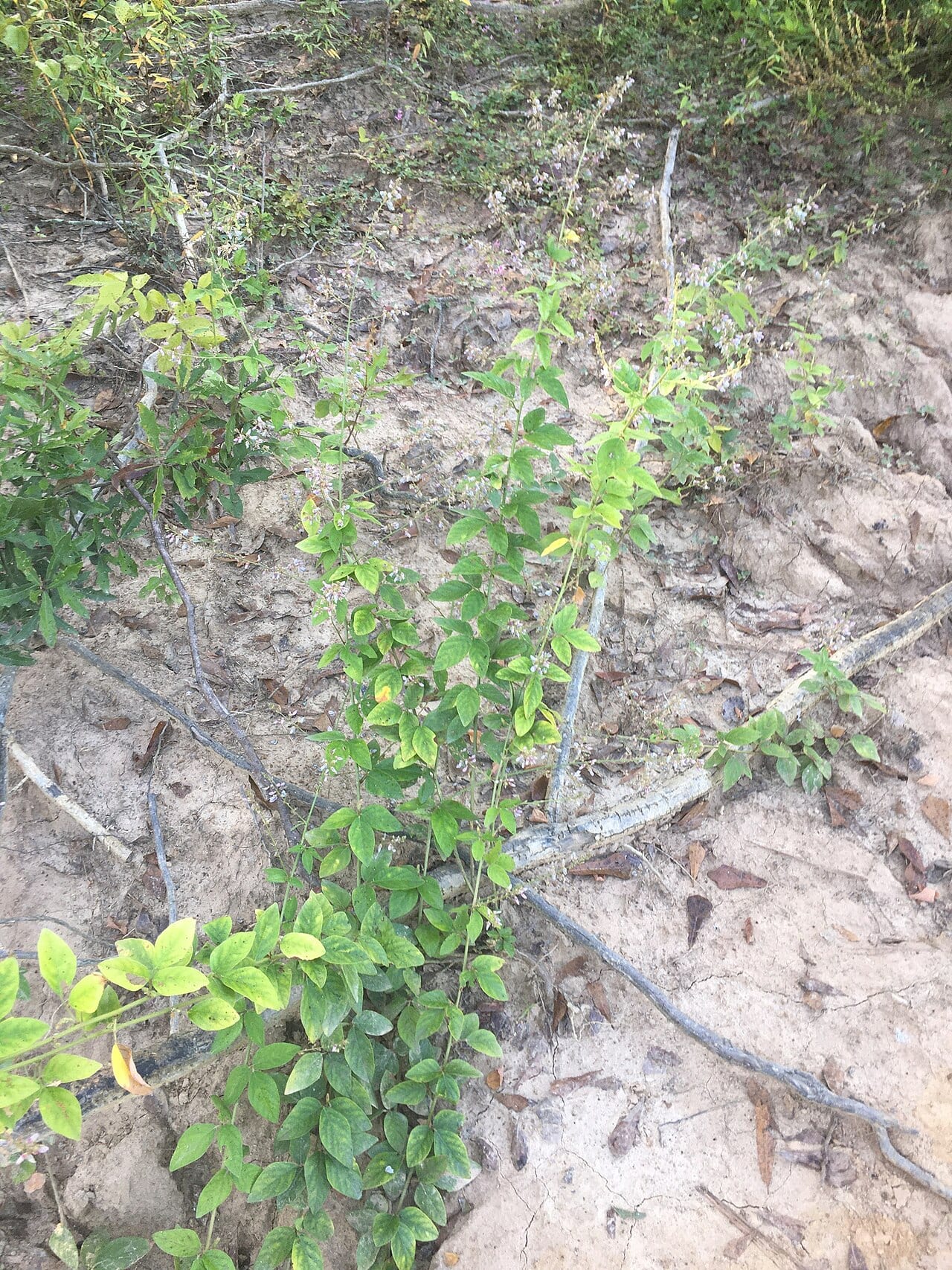 Velvetleaf ticktrefoil (Desmodium viridiflorum)