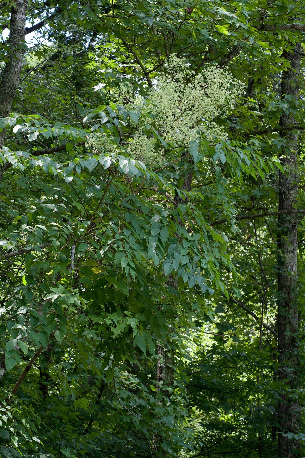 Devil's Walking Stick (Aralia spinosa)