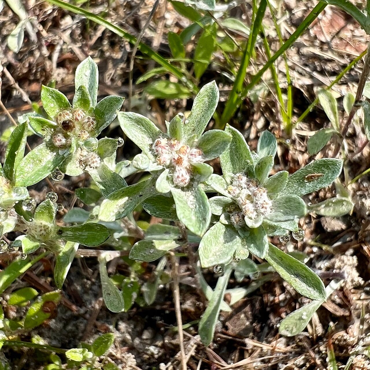 Silver pygmycudweed (Diaperia candida)