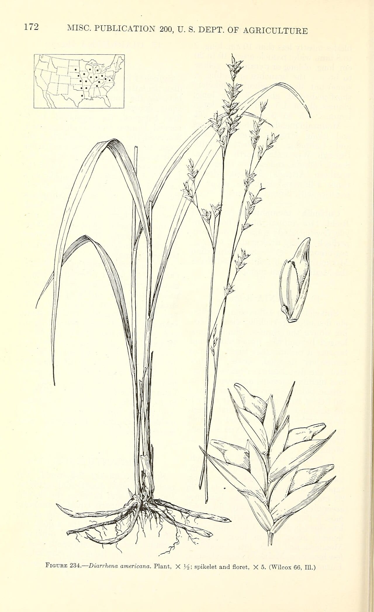 American beakgrain (Diarrhena americana)