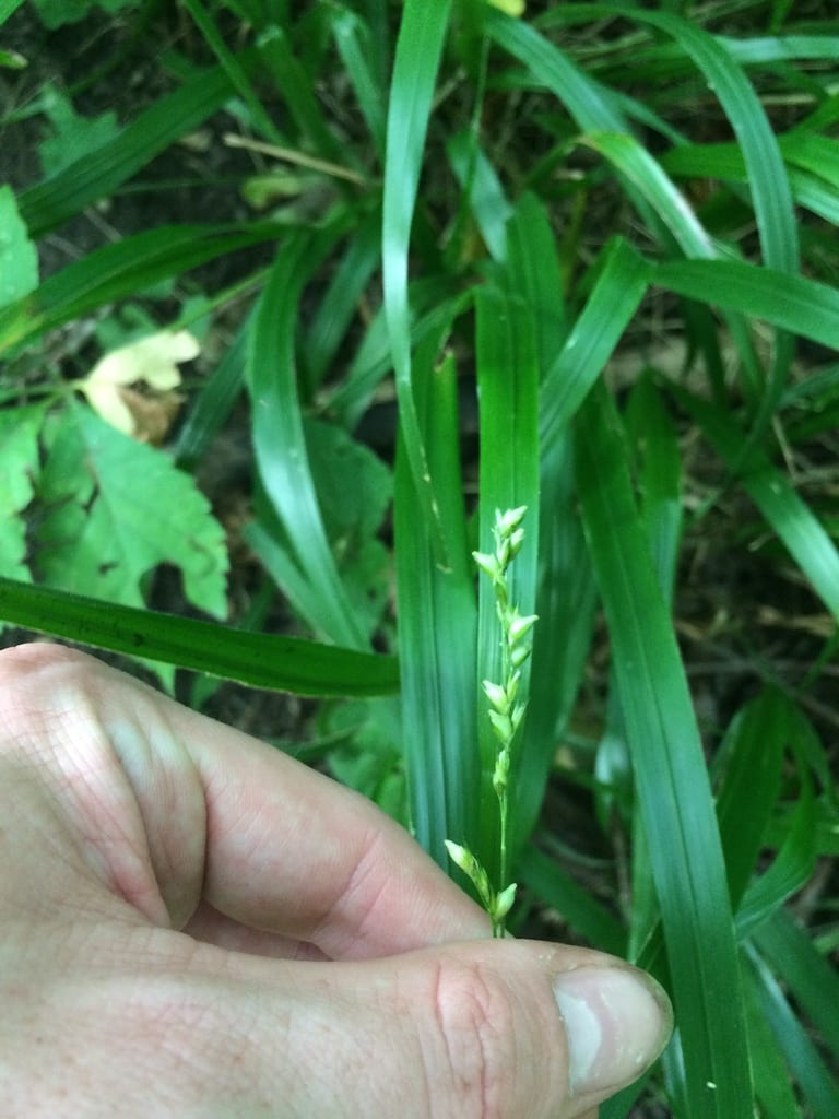 Hairy beakgrain (Diarrhena obovata)