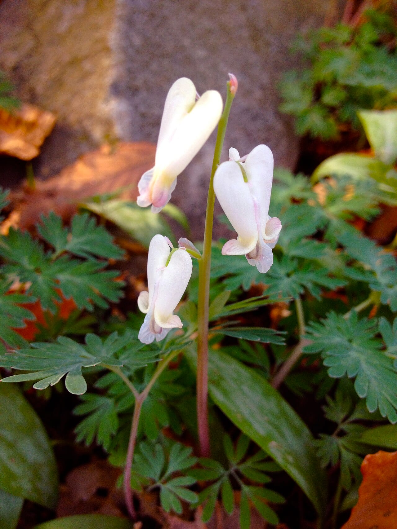 Squirrel corn (Dicentra canadensis)