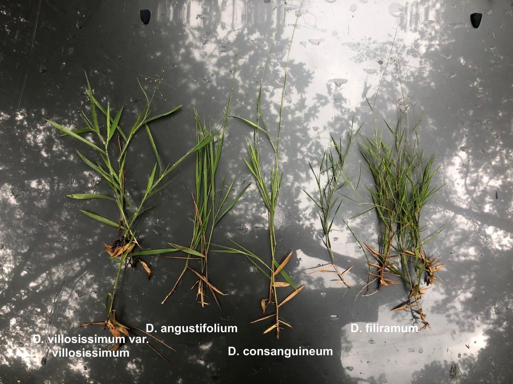 Lindheimer panicgrass (Dichanthelium acuminatum var. lindheimeri)
