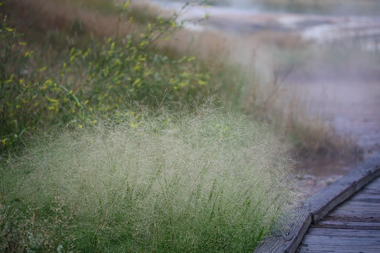 Tapered rosette grass (Dichanthelium acuminatum)