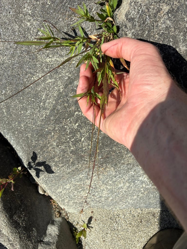 Northern panicgrass (Dichanthelium boreale)