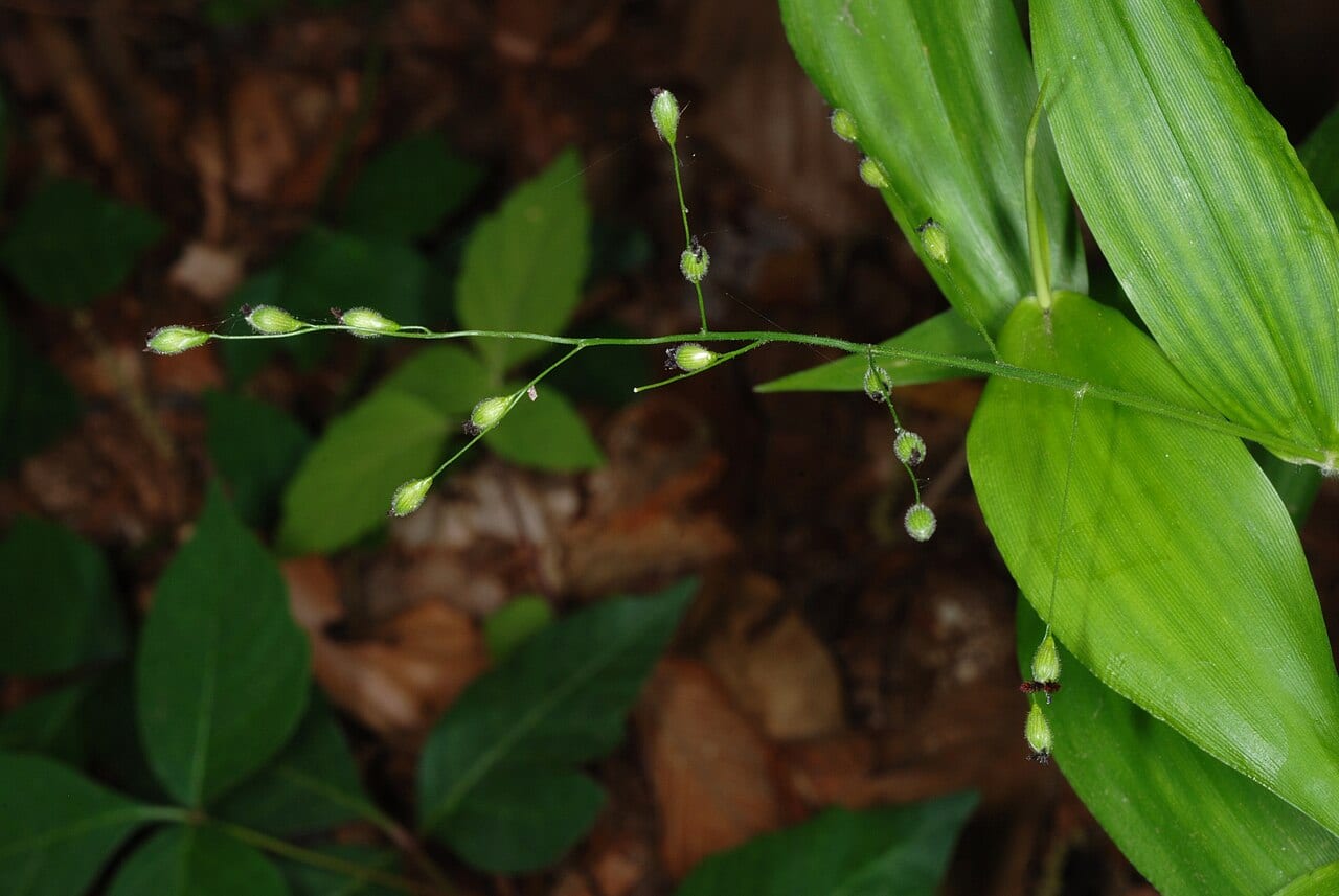 Bosc's panicgrass (Dichanthelium boscii)