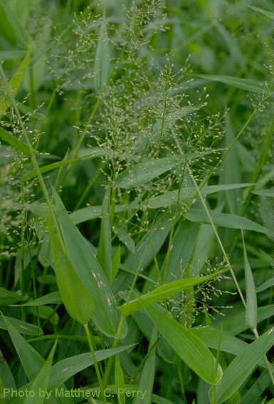 Deertongue (Dichanthelium clandestinum)