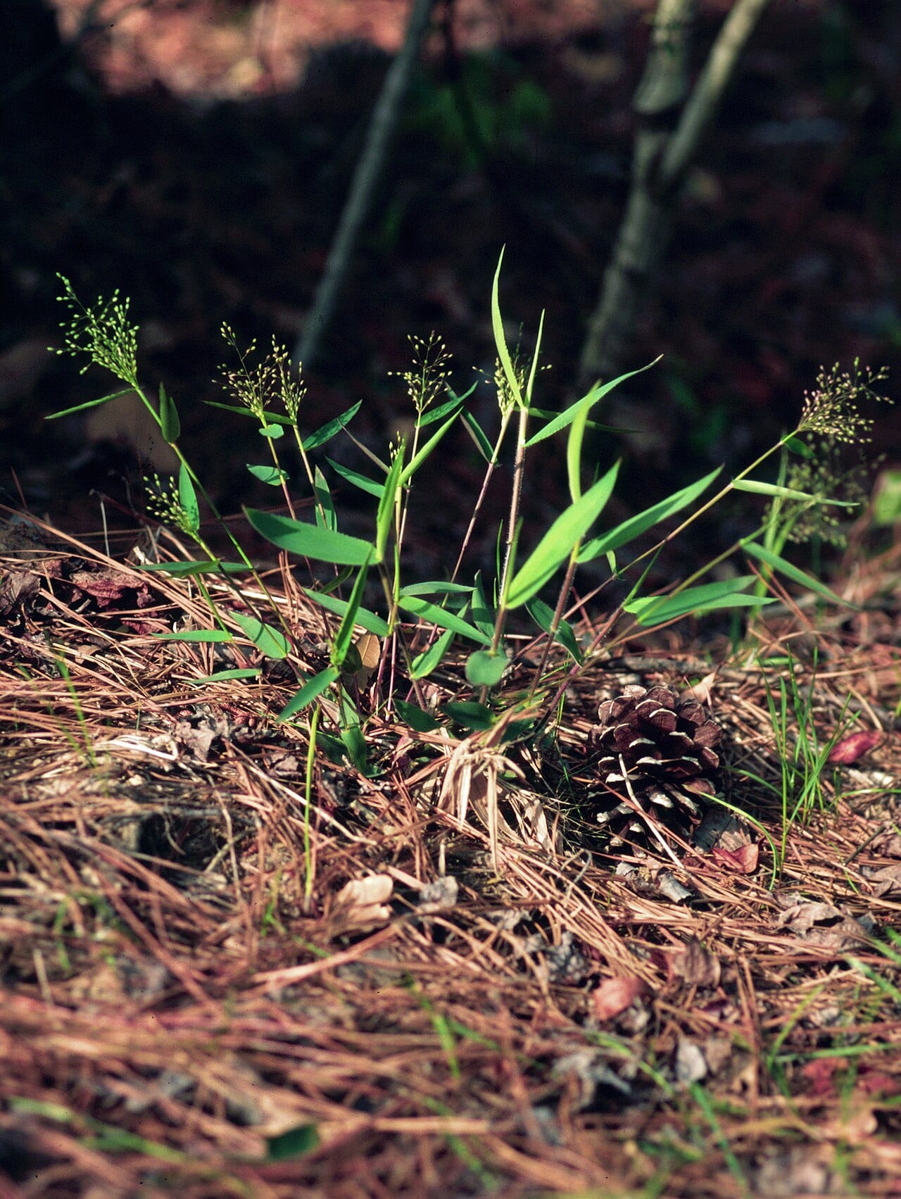 Variable panicgrass (Dichanthelium commutatum)