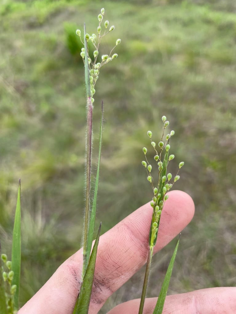 Blood panicgrass (Dichanthelium consanguineum)