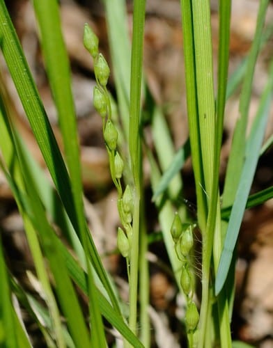 Starved panicgrass (Dichanthelium depauperatum)