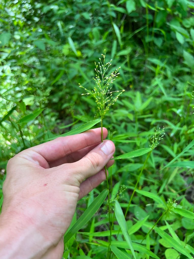 Cypress panicgrass (Dichanthelium dichotomum var. ensifolium)