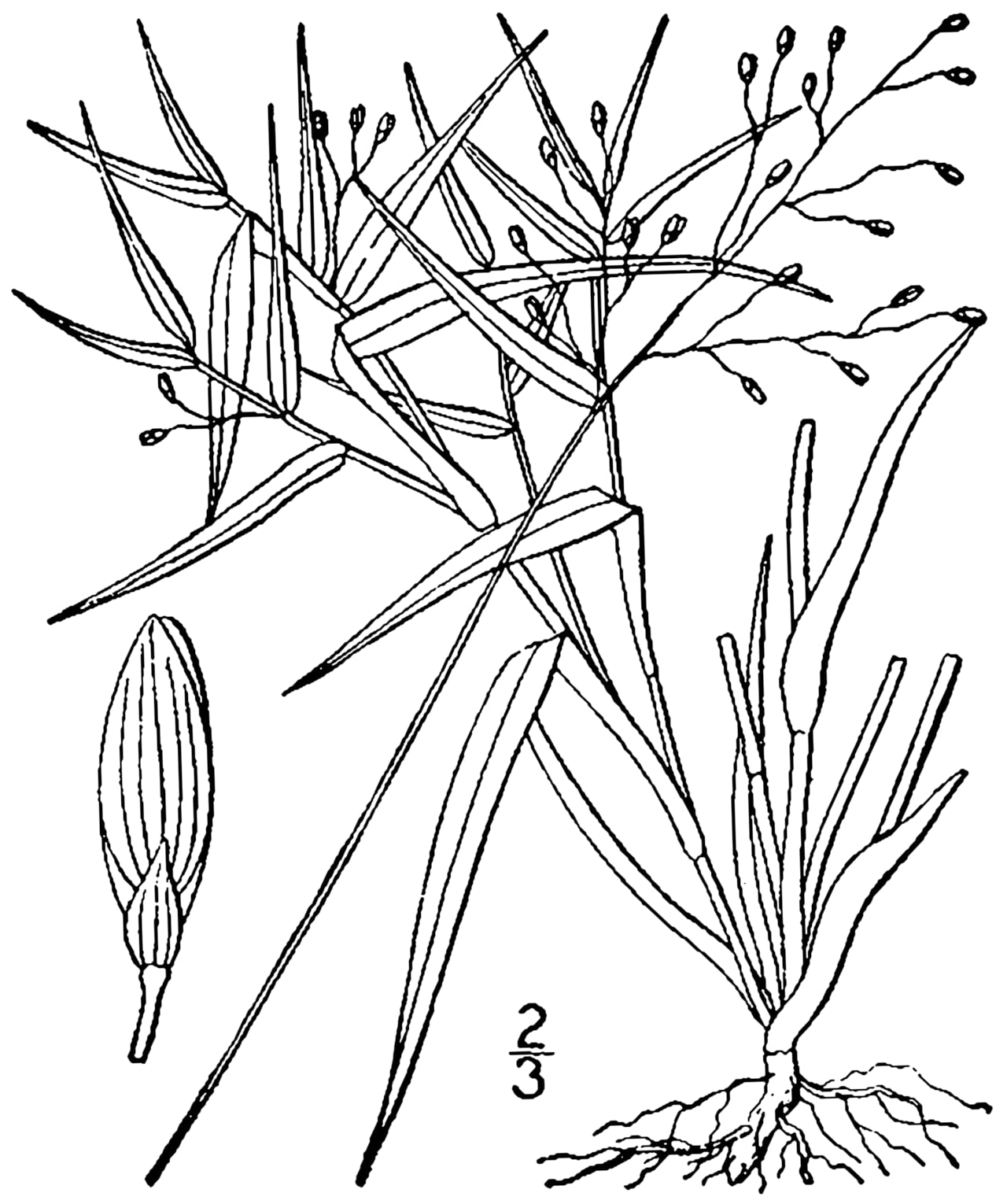 Cypress panicgrass (Dichanthelium dichotomum)