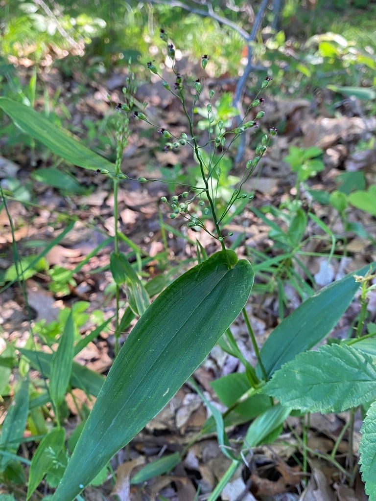 Broad-leaf witch grass (Dichanthelium latifolium)