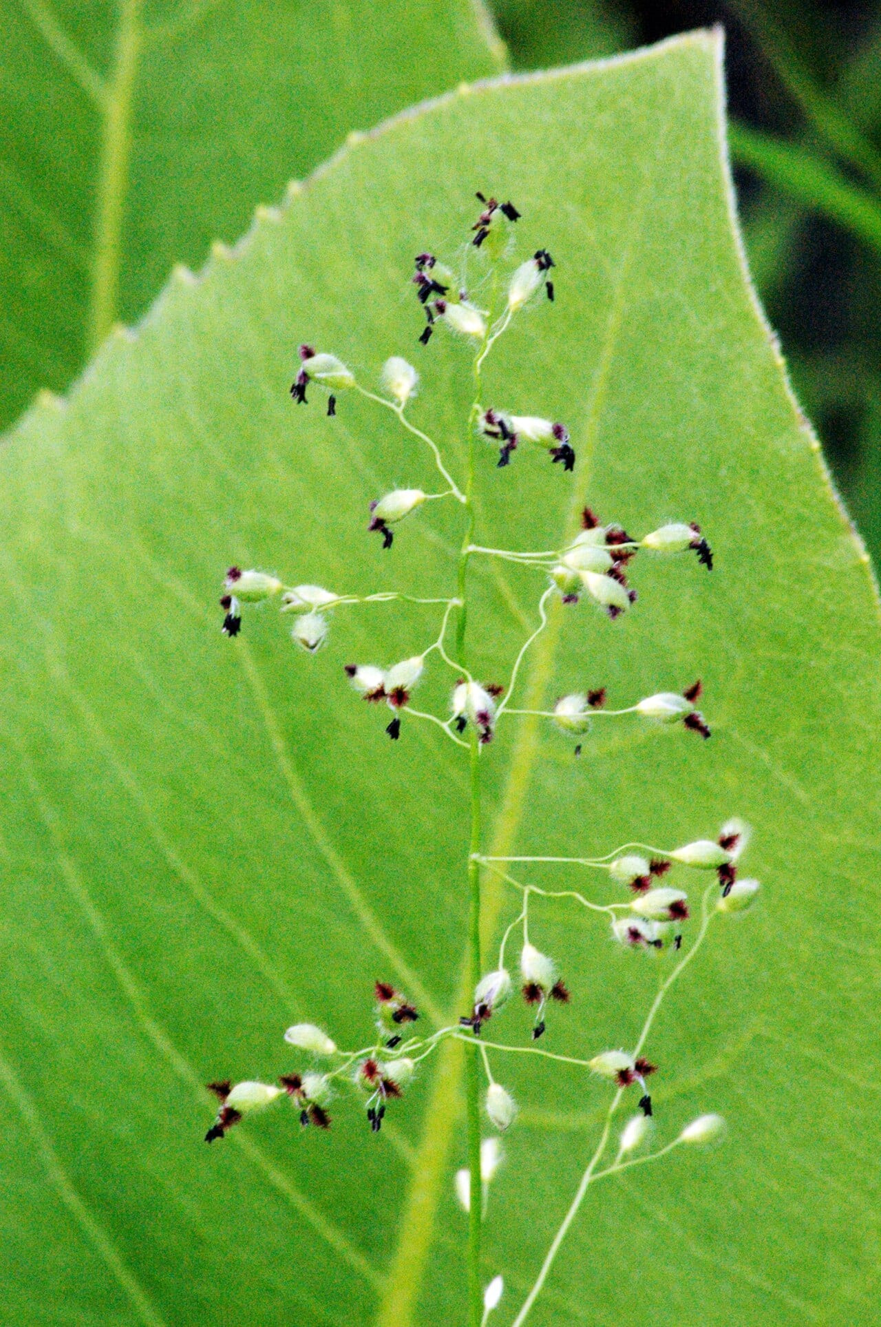 Leiberg's panicum (Dichanthelium leibergii)
