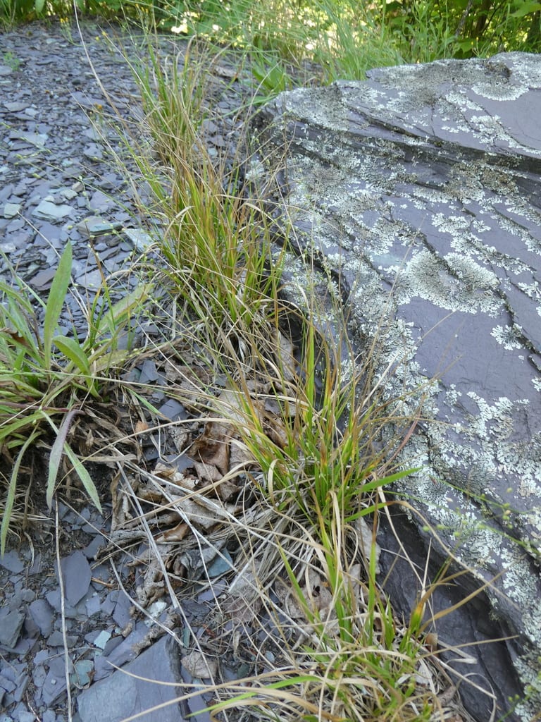 Slimleaf panicgrass (Dichanthelium linearifolium)