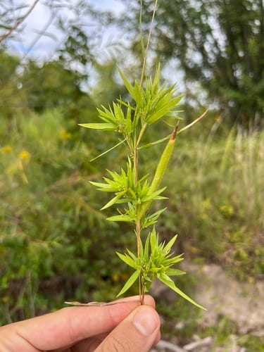 Coastal plain panicgrass (Dichanthelium longiligulatum)