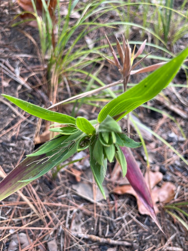 Scribner's rosette grass (Dichanthelium oligosanthes var. scribnerianum)