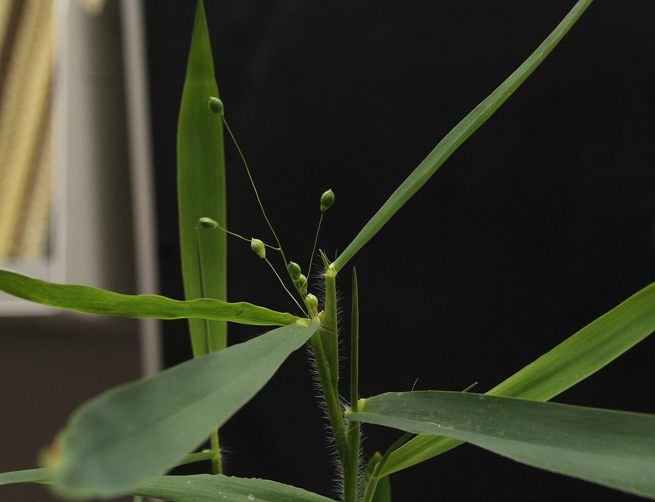 Heller's rosette grass (Dichanthelium oligosanthes)