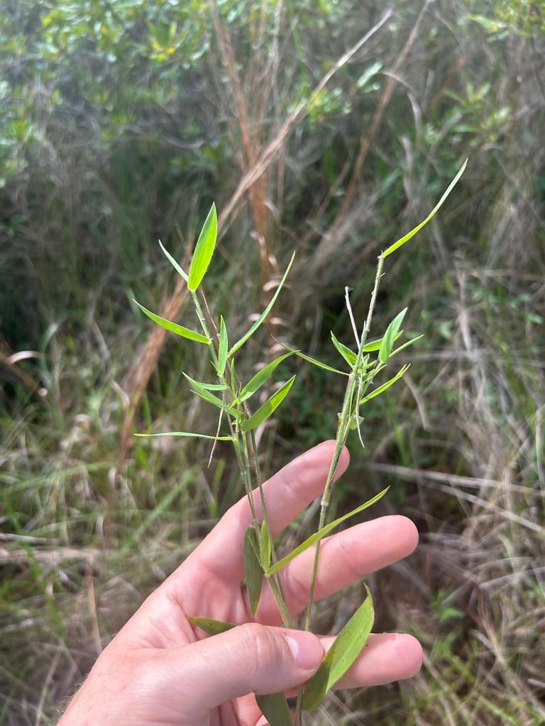 Addison's rosette grass (Dichanthelium ovale var. addisonii)