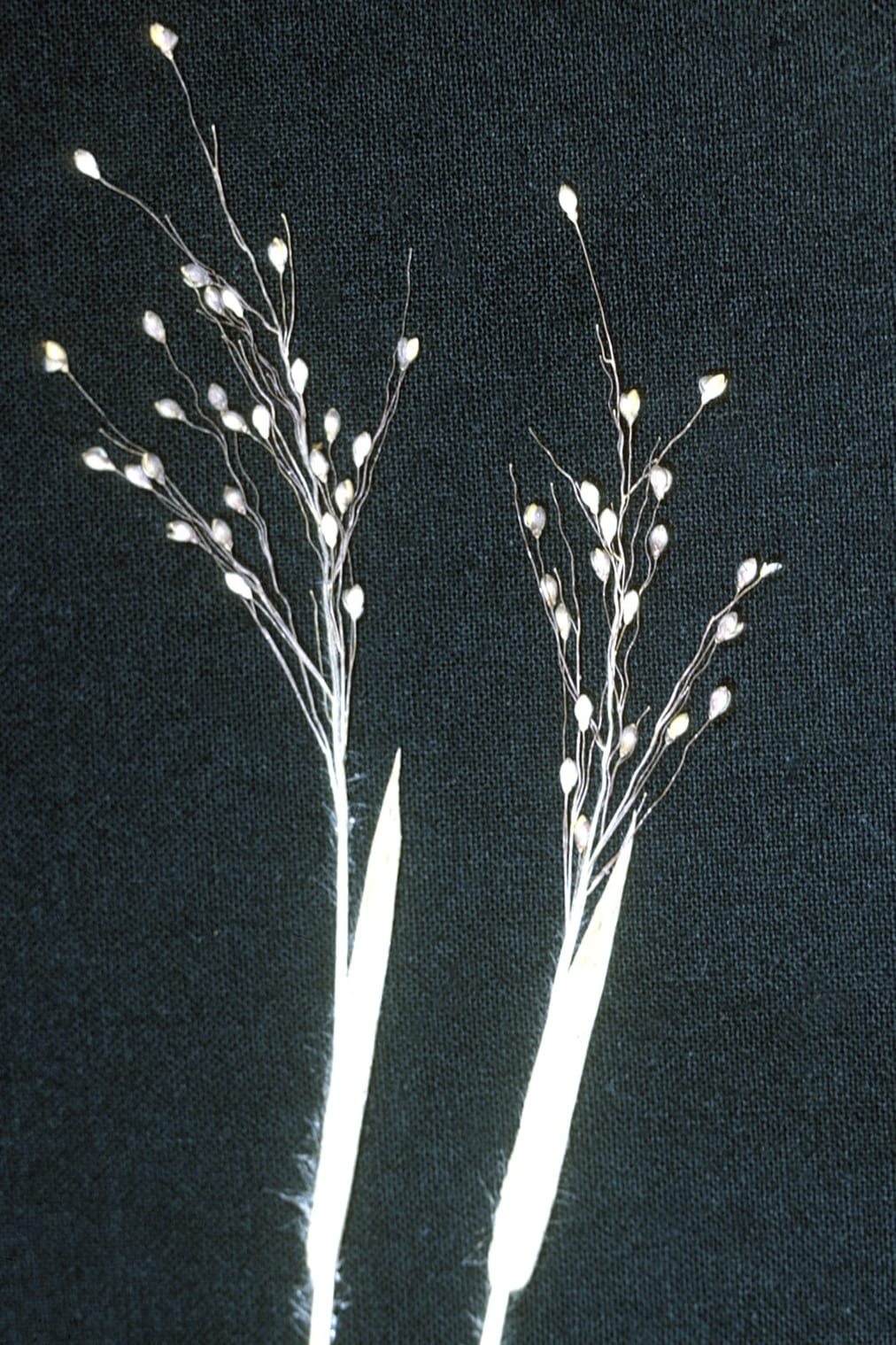 Eggleaf rosette grass (Dichanthelium ovale)
