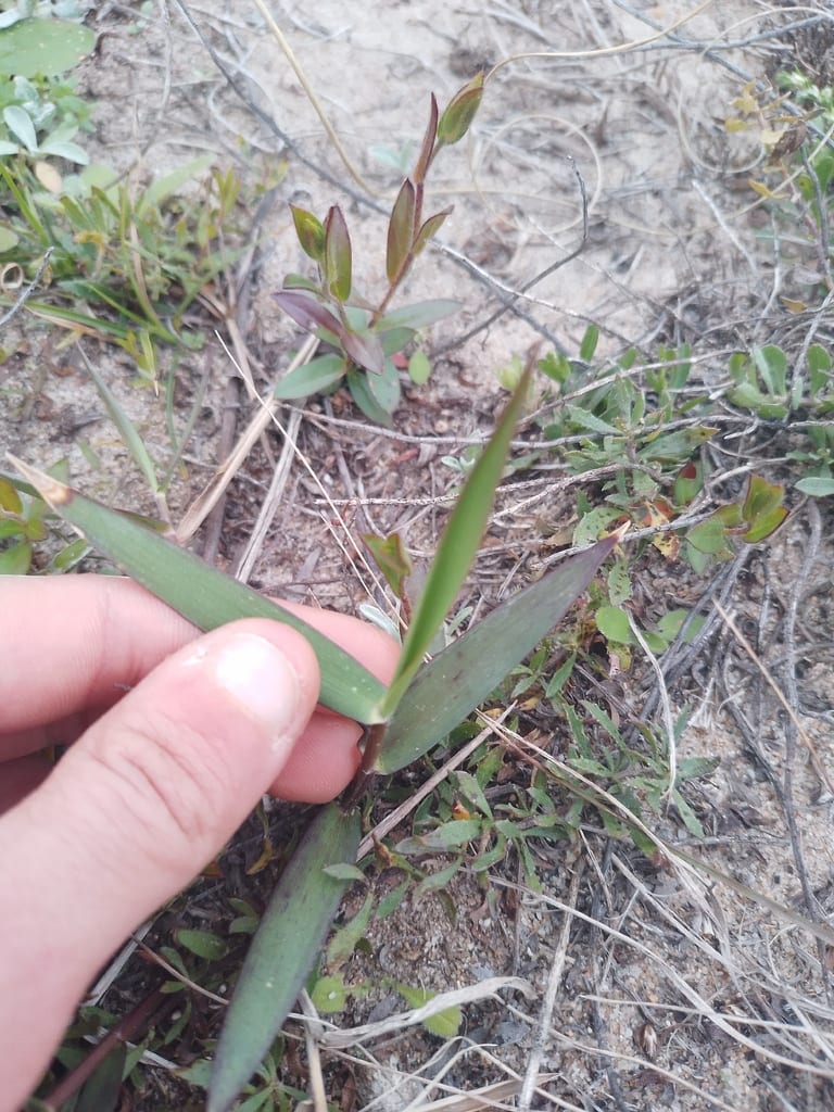 Hemlock rosette grass (Dichanthelium sabulorum)