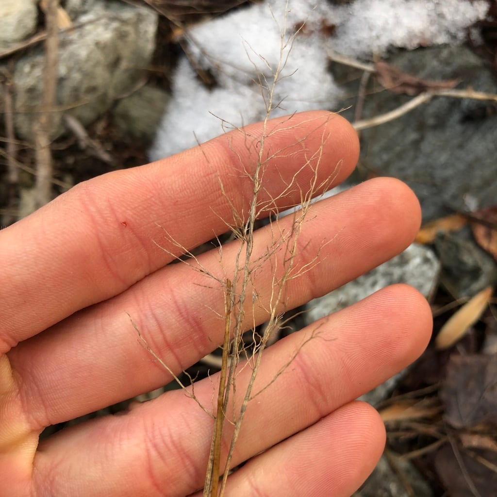 Round-fruit witch grass (Dichanthelium sphaerocarpon var. sphaerocarpon)