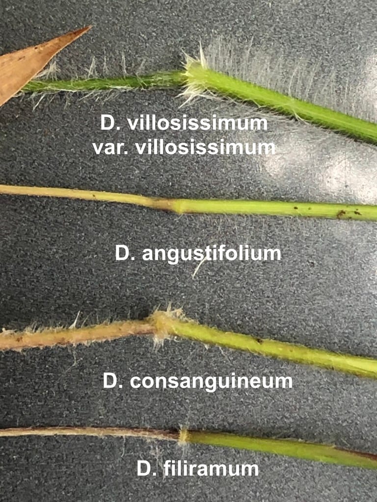 Prairie panic grass (Dichanthelium villosissimum var. praecocius)