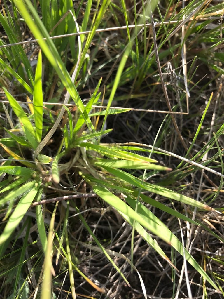 Fall rosette grass (Dichanthelium wilcoxianum)