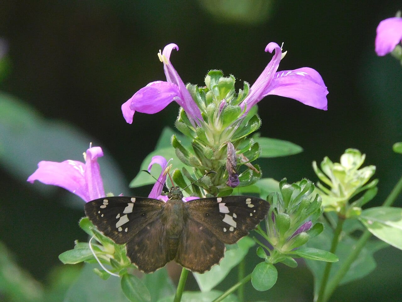 Branched foldwing (Dicliptera brachiata)