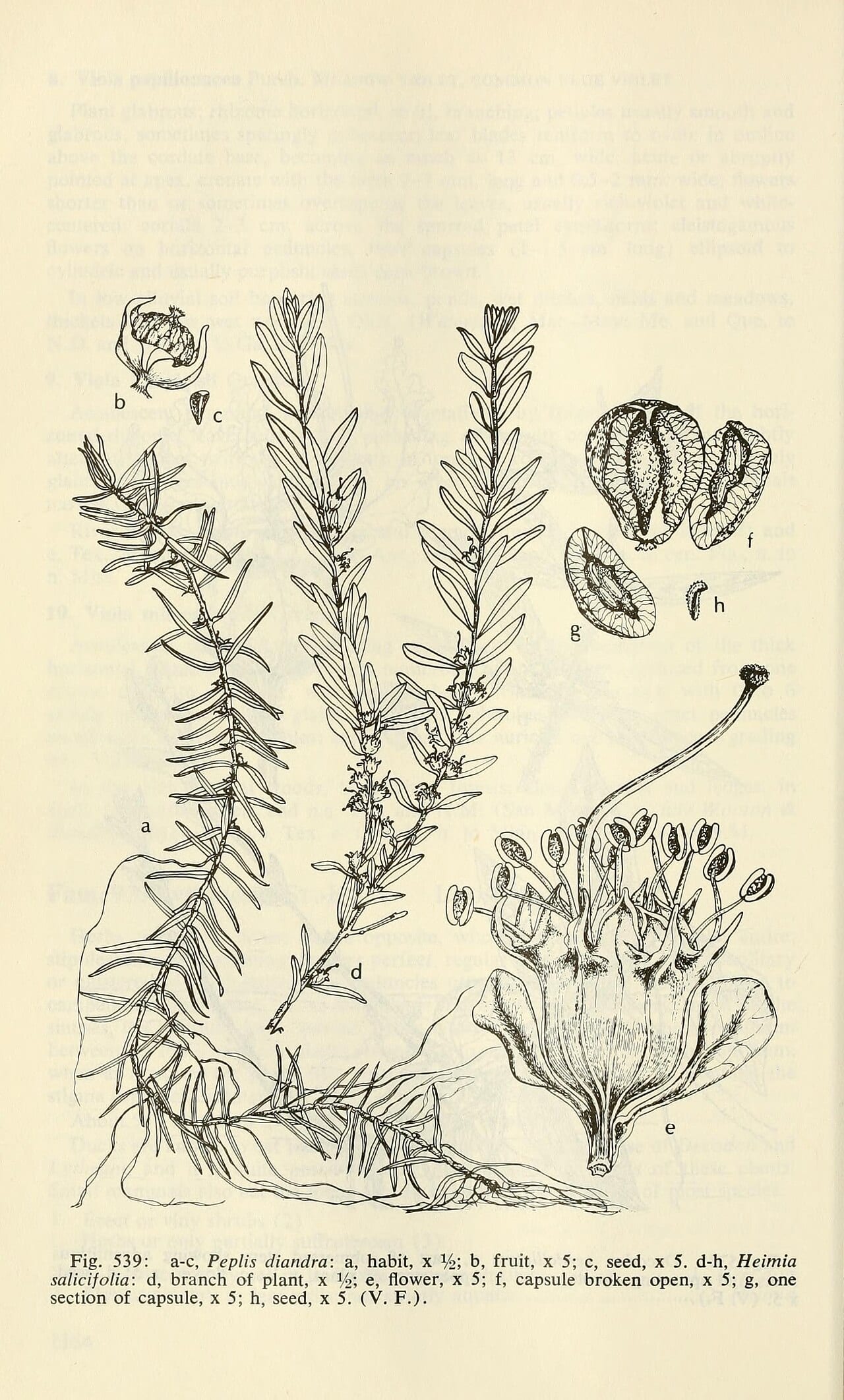 Waterpurslane (Didiplis diandra)