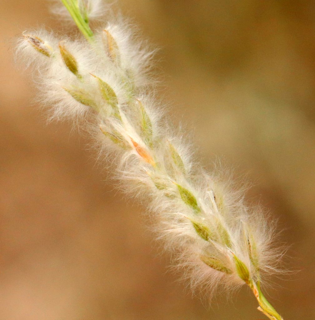 Arizona cottontop (Digitaria californica)