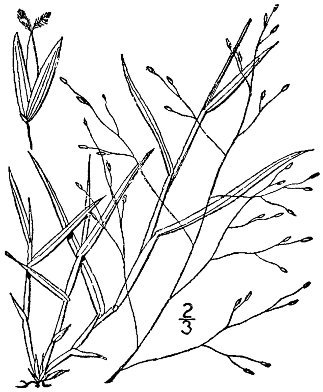 Carolina crabgrass (Digitaria cognata)