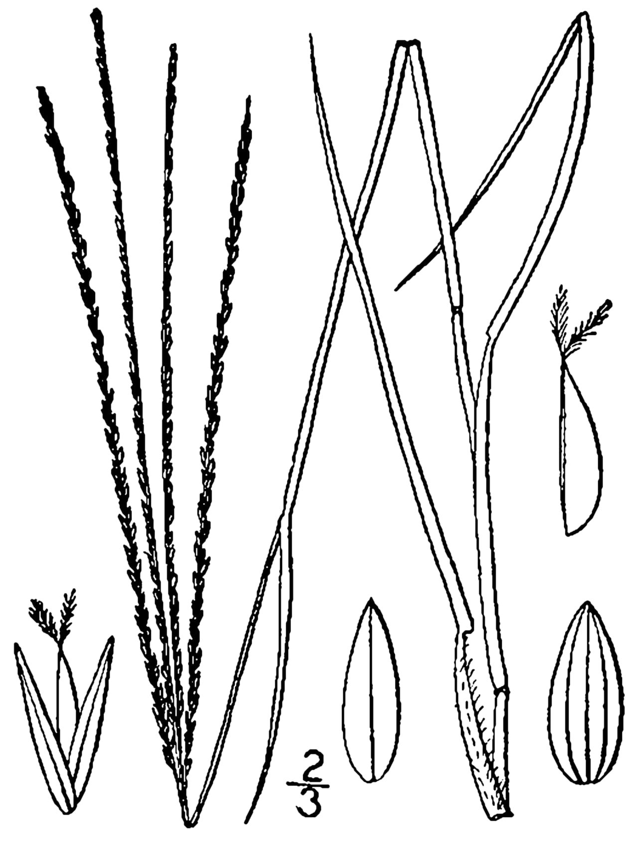 Slender crabgrass (Digitaria filiformis)