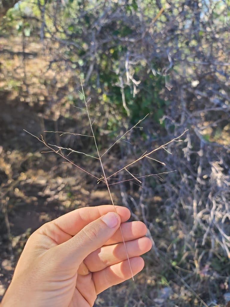 Carolina crabgrass (Digitaria pubiflora)