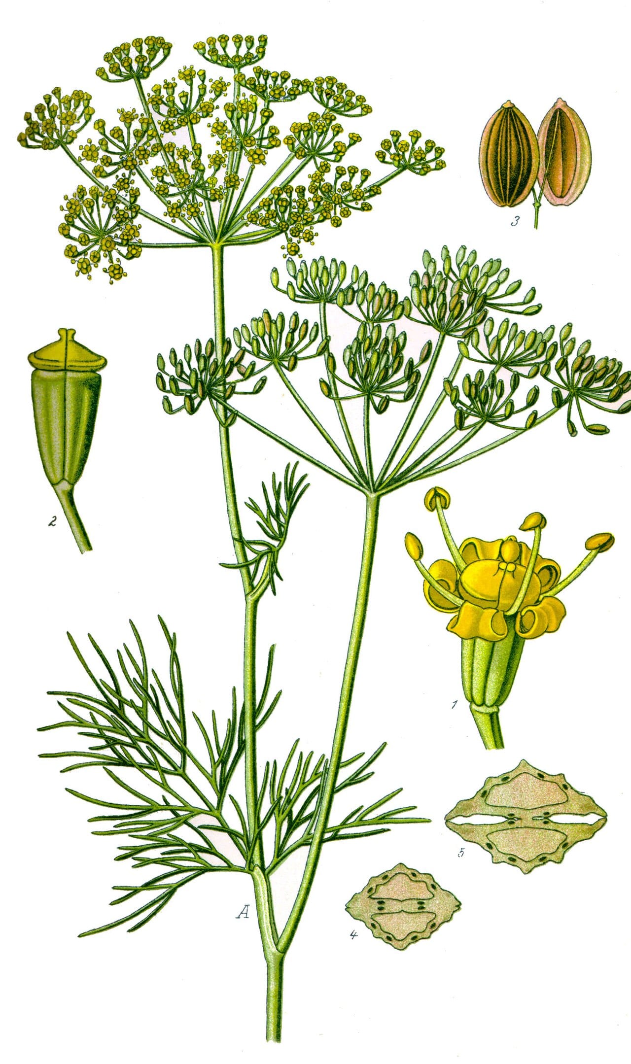 Dill (Anethum graveolens)