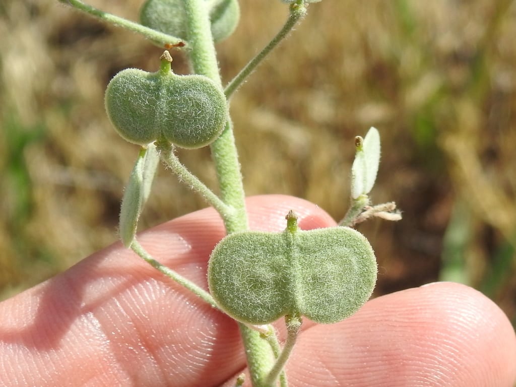 Palmer's spectaclepod (Dimorphocarpa candicans)