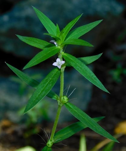 Poorjoe (Diodia teres var. teres)