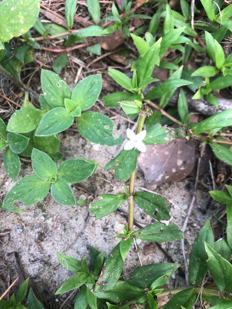 Virginia buttonweed (Diodia virginiana var. virginiana)