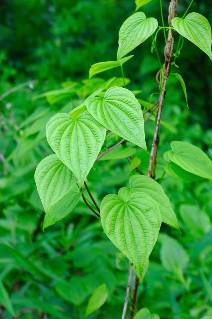 Fourleaf yam (Dioscorea quaternata)