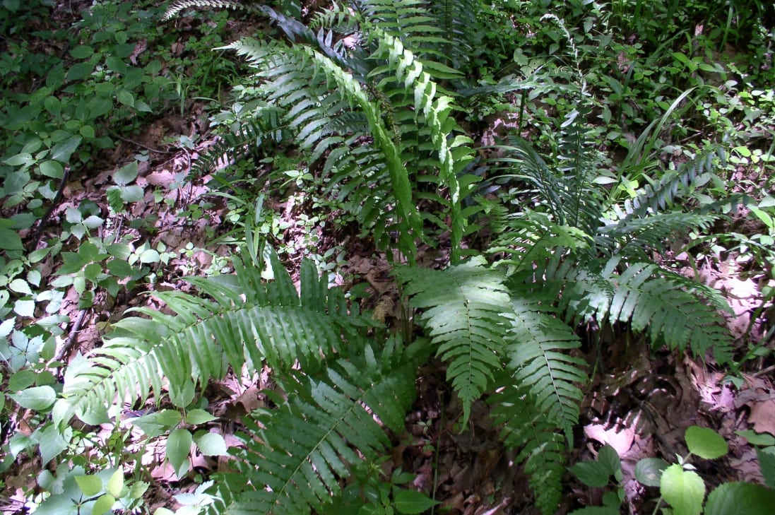 Glade fern (Diplazium pycnocarpon)
